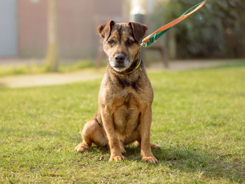 Odie | Terrier (Patterdale) | Kenilworth (West Midlands) - 1