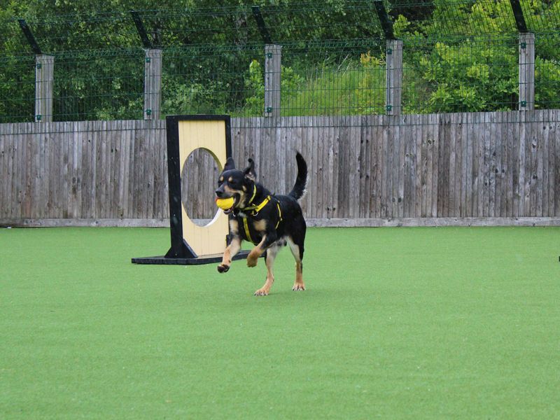 Logan | Collie (Border) Cross | Glasgow - 1