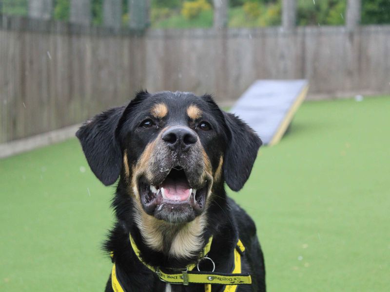 Border Collie for adoption in Glasgow, Scotland – 11 months old - Image 4 of 5