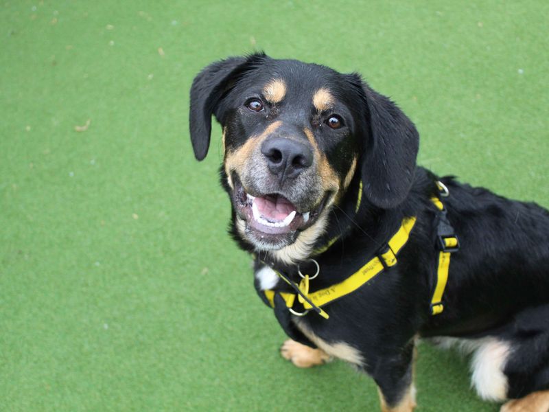 Border Collie for adoption in Glasgow, Scotland – 11 months old - Image 5 of 5