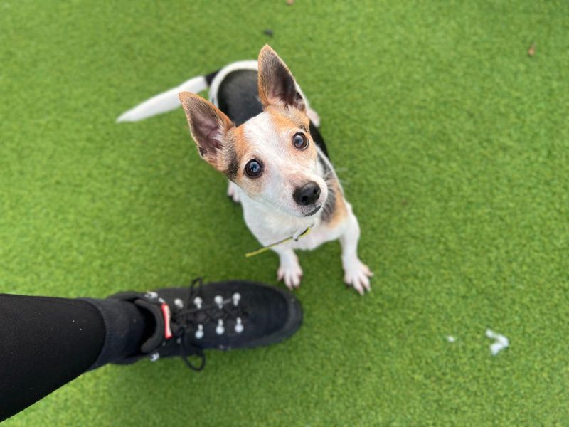 Jack Russell for adoption in Cardiff, Glamorgan – 9 years old - Image 3 of 4