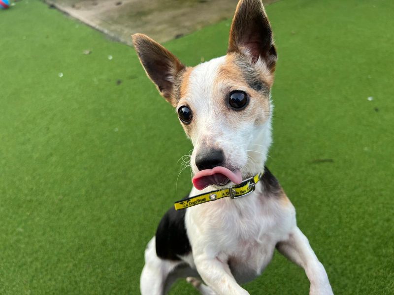 Jack Russell for adoption in Cardiff, Glamorgan – 9 years old - Image 4 of 4