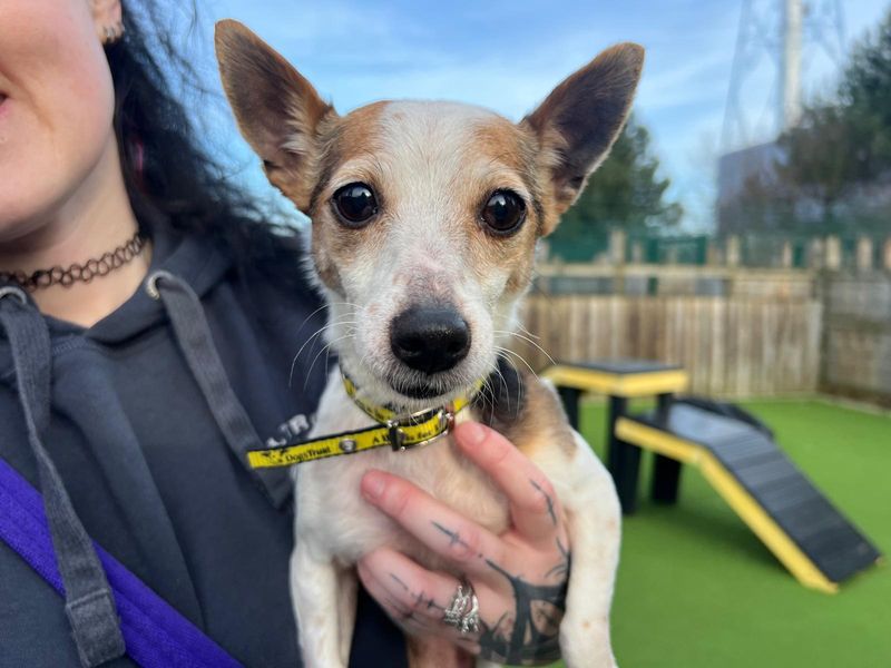 Jack Russell for adoption in Cardiff, Glamorgan – 9 years old - Image 2 of 4