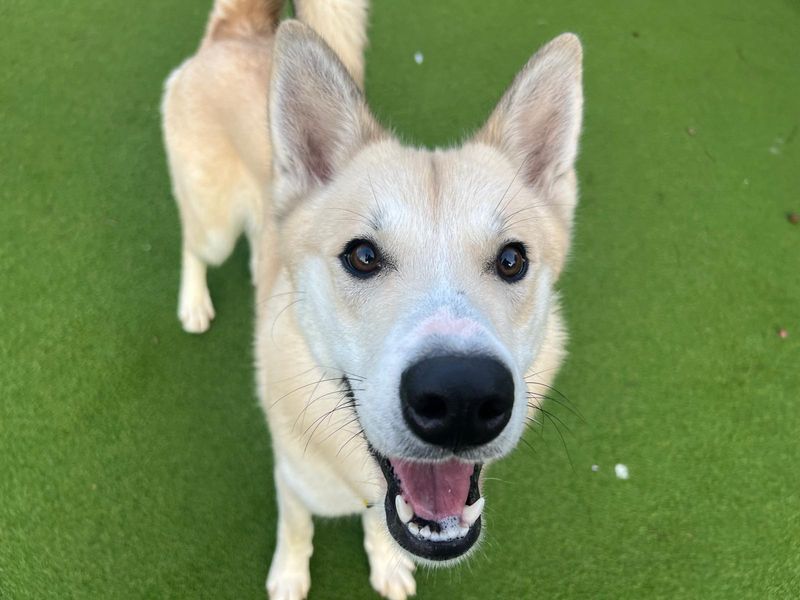 Siberian Husky for adoption in Cardiff, Glamorgan – 1 year old - Image 2 of 4