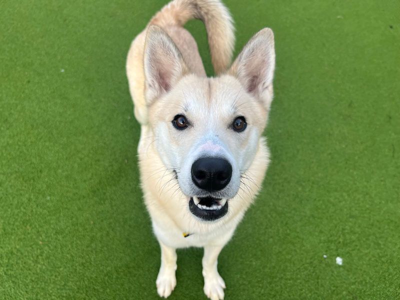 Siberian Husky for adoption in Cardiff, Glamorgan – 1 year old