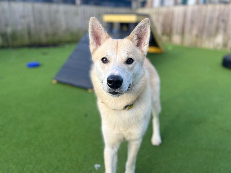 Siberian Husky for adoption in Cardiff, Glamorgan – 1 year old - Image 4 of 4