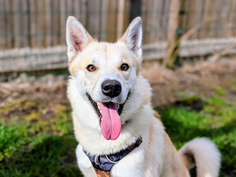 Meeko | Siberian Husky | Cardiff - 1