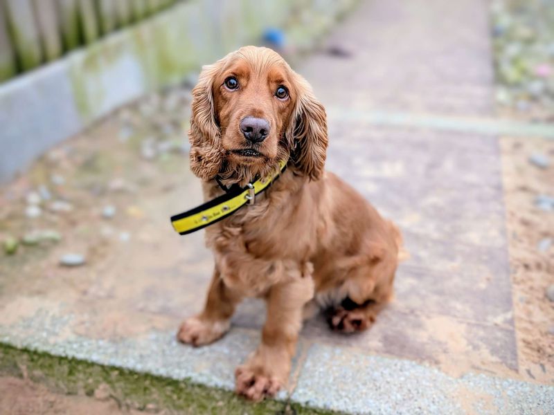 Cocker Spaniel for adoption in Cardiff / Caerdydd, South Glamorgan – 3 years old - Image 6 of 7