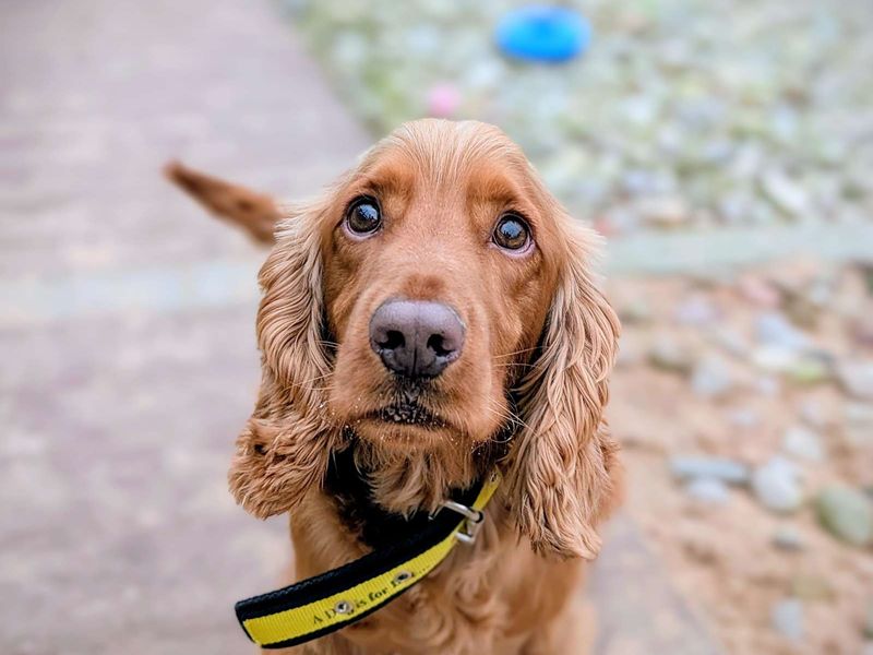 Cocker Spaniel for adoption in Cardiff / Caerdydd, South Glamorgan – 3 years old - Image 4 of 7