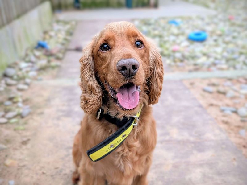 Cocker Spaniel for adoption in Cardiff / Caerdydd, South Glamorgan – 3 years old - Image 3 of 7