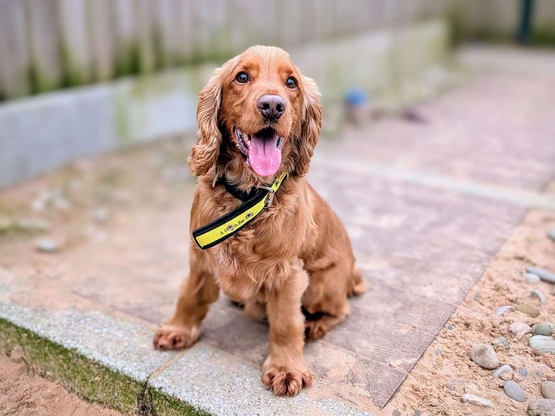 Cocker Spaniel for adoption in Cardiff / Caerdydd, South Glamorgan – 3 years old - Image 5 of 7