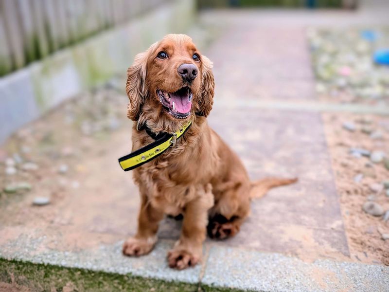 Cocker Spaniel for adoption in Cardiff / Caerdydd, South Glamorgan – 3 years old - Image 7 of 7
