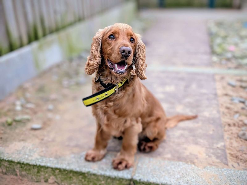 Cocker Spaniel for adoption in Cardiff / Caerdydd, South Glamorgan – 3 years old - Image 1 of 7