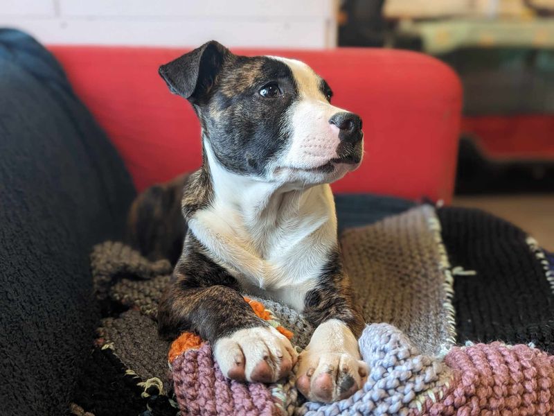 Axel for sale in Mid Glamorgan, Wales | Image 2