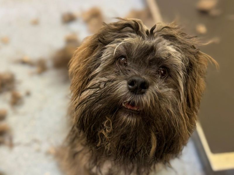 Poodle for adoption in , – 1 year old - Image 2 of 2