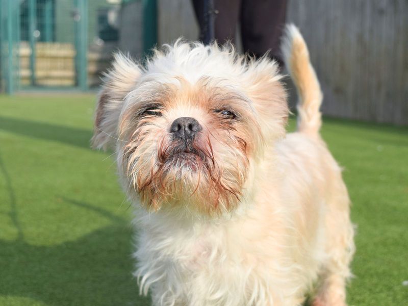 Shih Tzu for adoption in Uxbridge, London – 12 years old - Image 5 of 6
