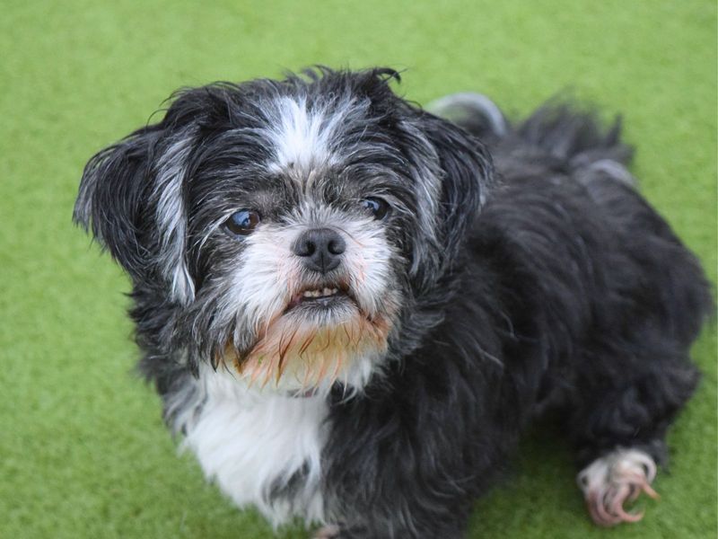 Shih Tzu for adoption in Uxbridge, London – 12 years old - Image 4 of 6
