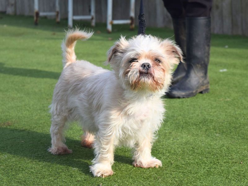 Shih Tzu for adoption in Uxbridge, London – 12 years old - Image 2 of 6