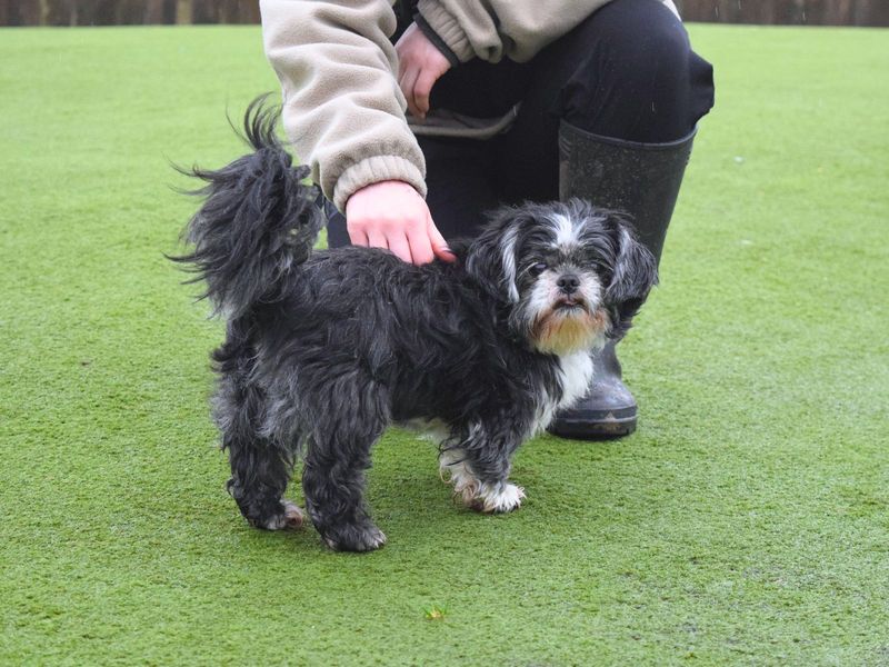 Shih Tzu for adoption in Uxbridge, London – 12 years old - Image 3 of 6