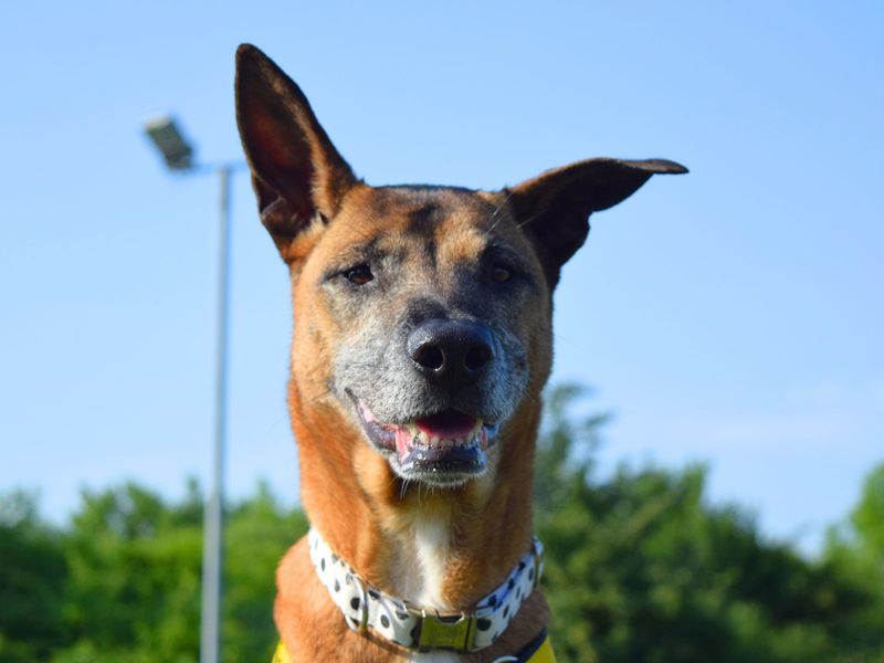 Poppy | Crossbreed | Harefield West London - 1