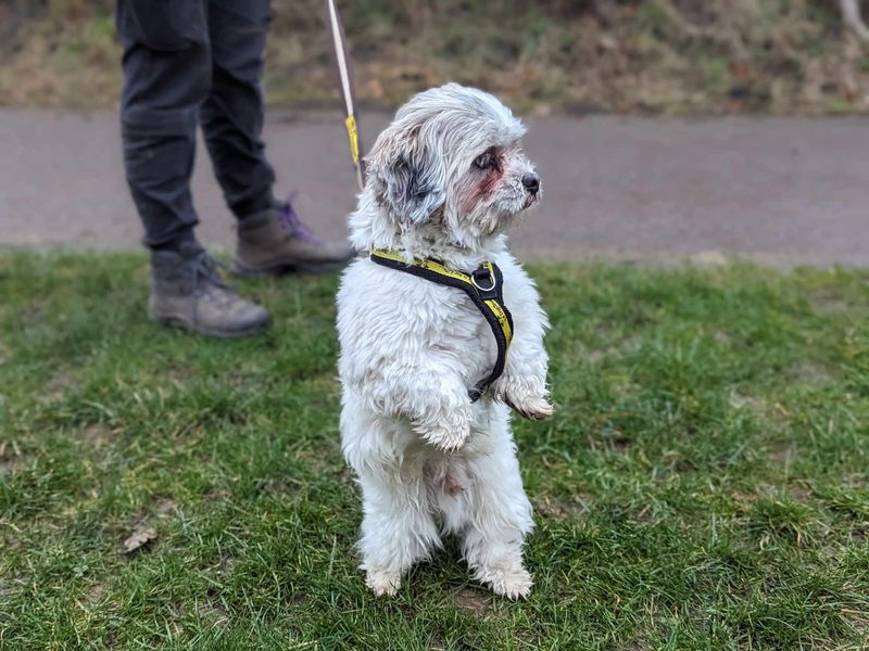 Gunther for sale in Mid Glamorgan, Wales