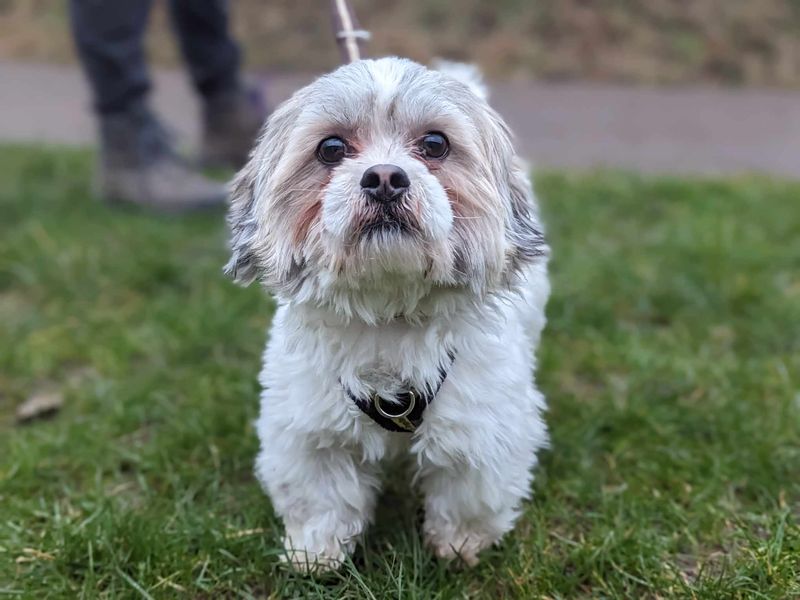 Shih Tzu for adoption in Mid Glamorgan, Wales – 1 year old - Image 2 of 2