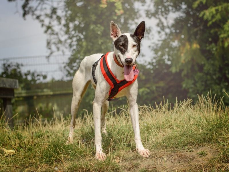 undefined | Terrier (Staffordshire Bull) | undefined - 3