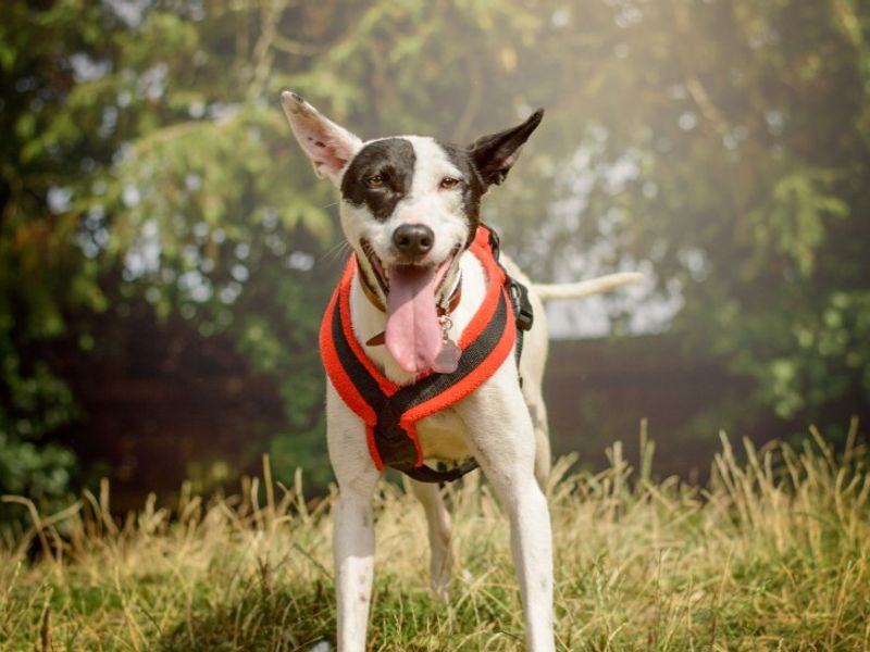 undefined | Terrier (Staffordshire Bull) | undefined - 2