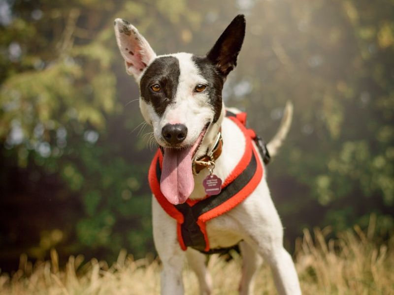 undefined | Terrier (Staffordshire Bull) | undefined - 4