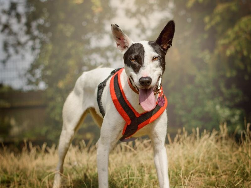undefined | Terrier (Staffordshire Bull) | undefined - 5