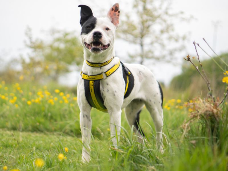Milly | Terrier (Staffordshire Bull) | Kenilworth (West Midlands) - 2