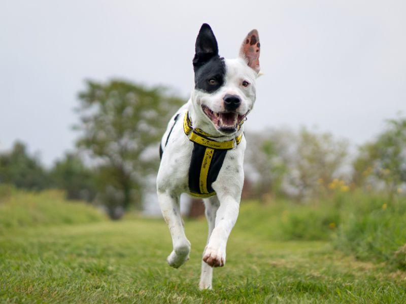 Milly | Terrier (Staffordshire Bull) | Kenilworth (West Midlands) - 3
