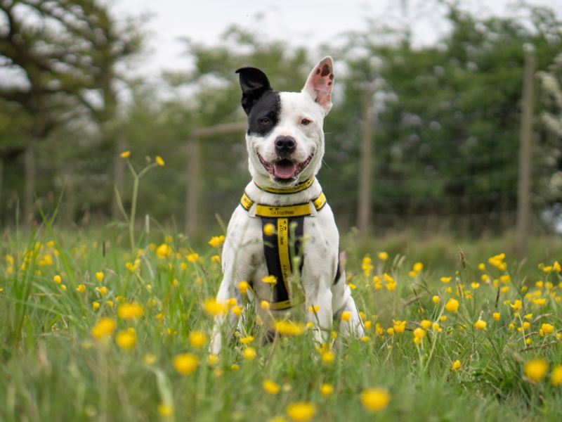 Milly | Terrier (Staffordshire Bull) | Kenilworth (West Midlands) - 1