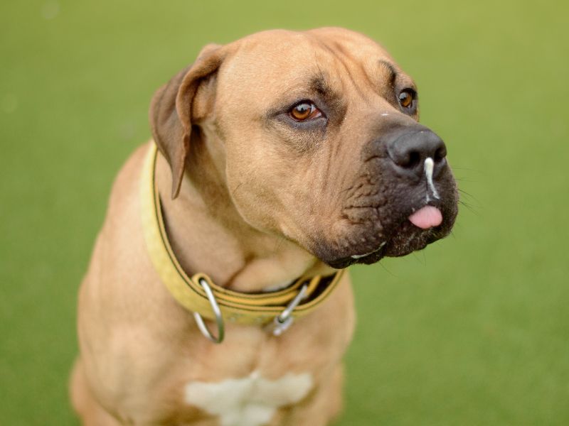 Mastiff for adoption in Kenilworth, Warks – 2 years old - Image 7 of 9