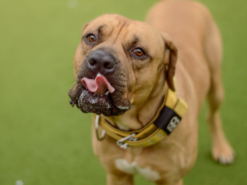 Scooby for sale in Kenilworth, Warks