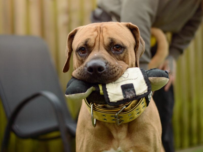 Scooby for sale in Kenilworth, Warks | Image 3