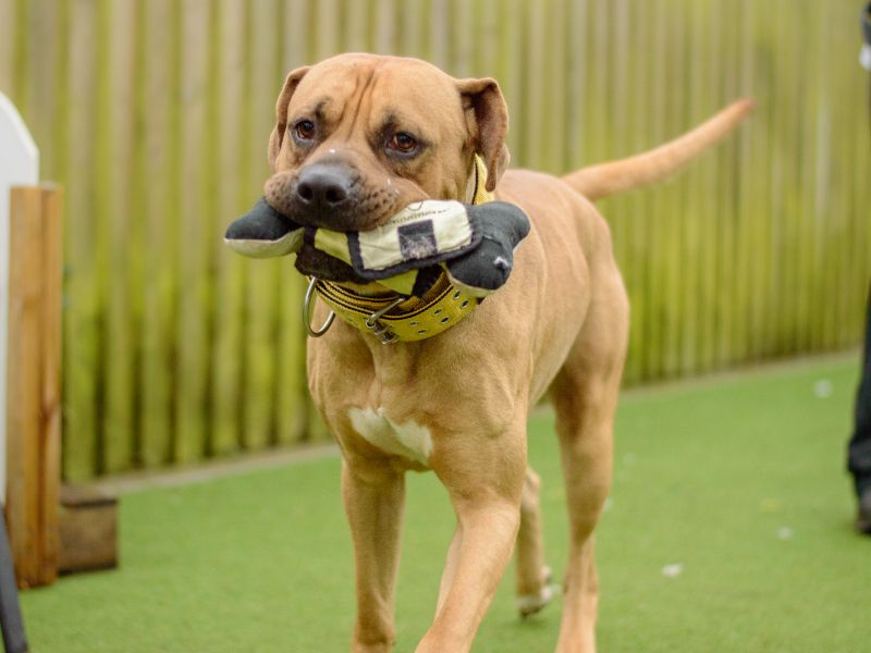 Mastiff for adoption in Kenilworth, Warks – 2 years old - Image 6 of 9