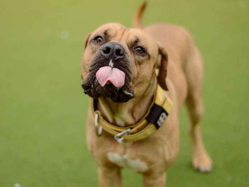 Mastiff for adoption in Kenilworth, Warks – 2 years old - Image 8 of 9