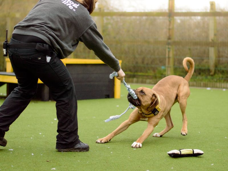 Mastiff for adoption in Kenilworth, Warks – 2 years old - Image 4 of 9