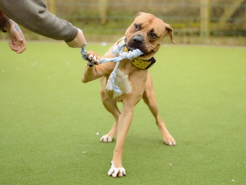 Mastiff for adoption in Kenilworth, Warks – 2 years old - Image 9 of 9
