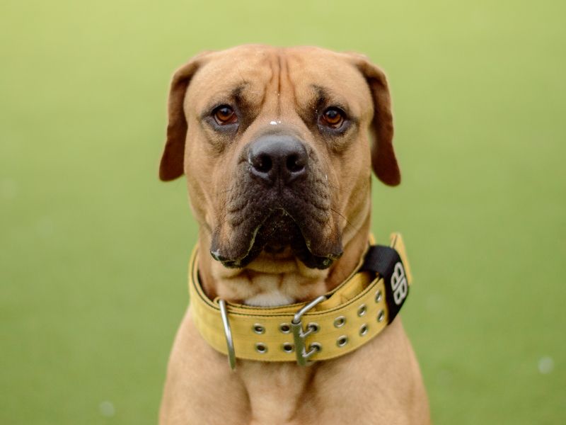 Mastiff for adoption in Kenilworth, Warks – 2 years old - Image 5 of 9
