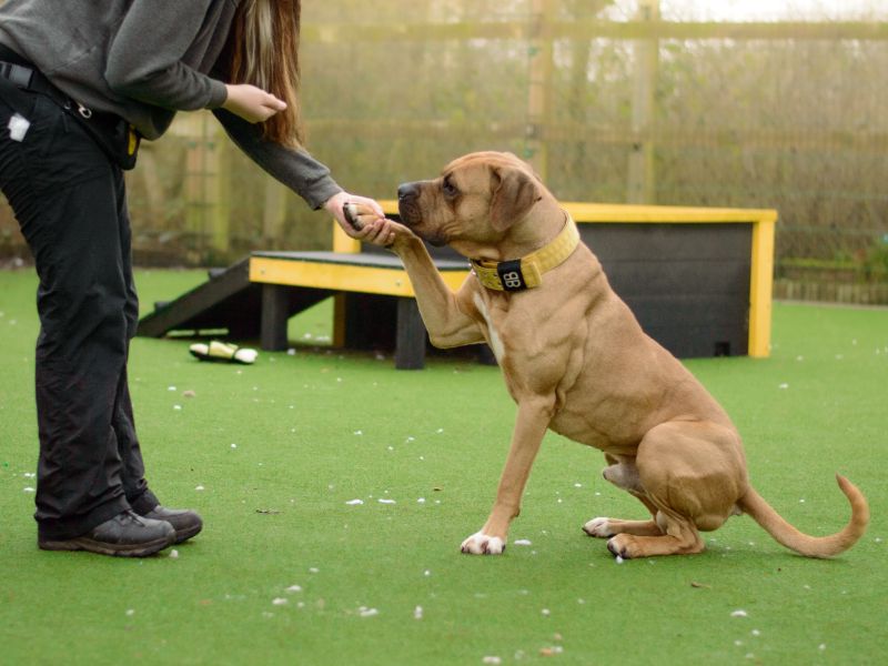 Mastiff for adoption in Kenilworth, Warks – 2 years old - Image 2 of 9