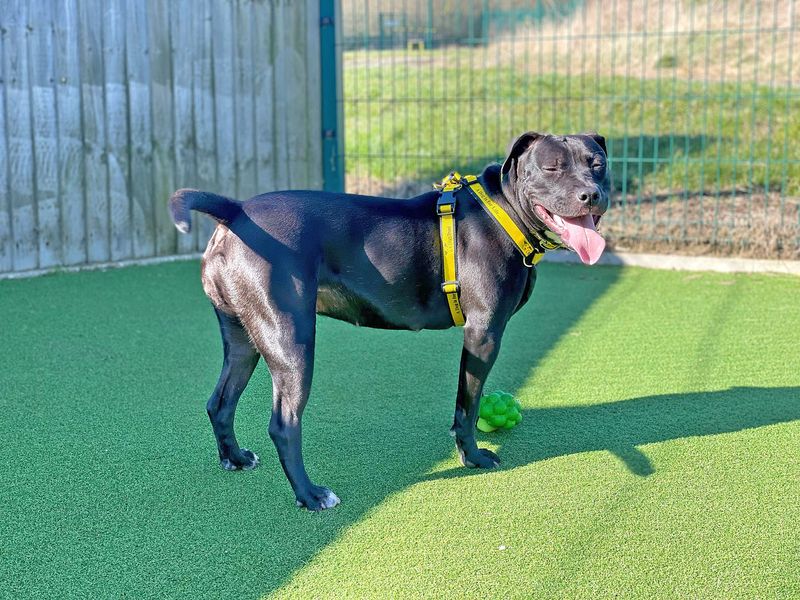 mama for sale in Wickford, Essex