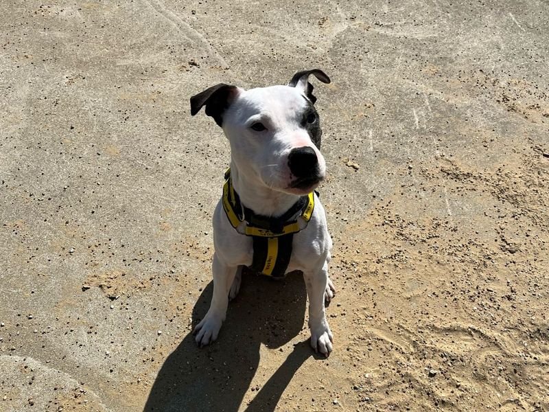 Ziggy for sale in Chestfield, Kent