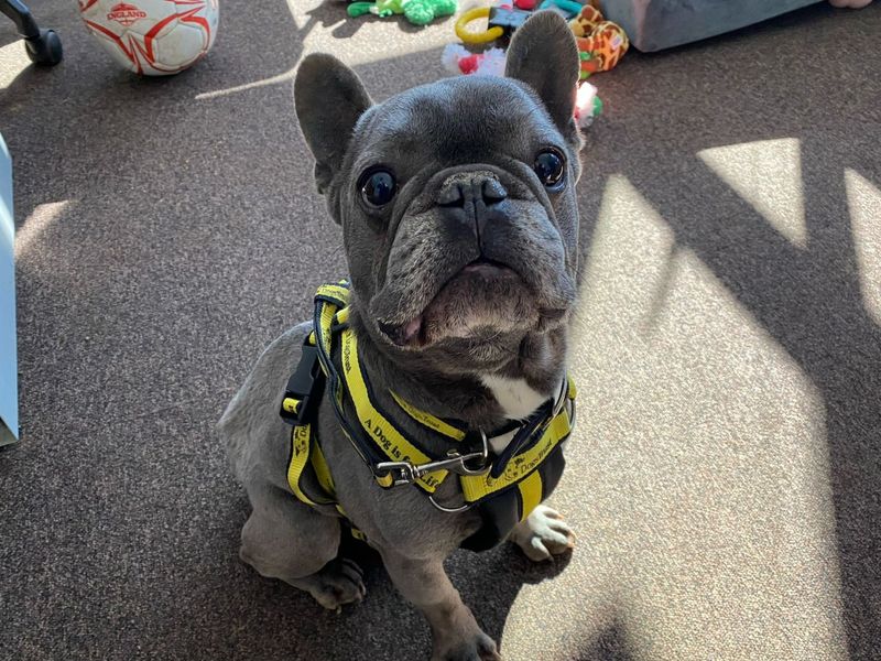 French Bulldog for adoption in Snetterton, Norfolk – 8 years old - Image 3 of 5