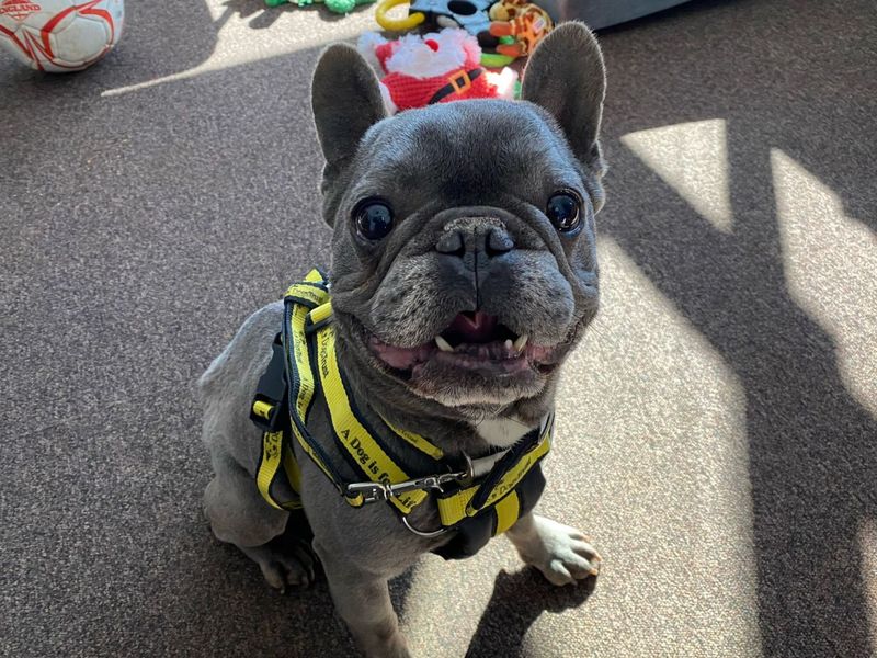 French Bulldog for adoption in Snetterton, Norfolk – 8 years old - Image 4 of 5