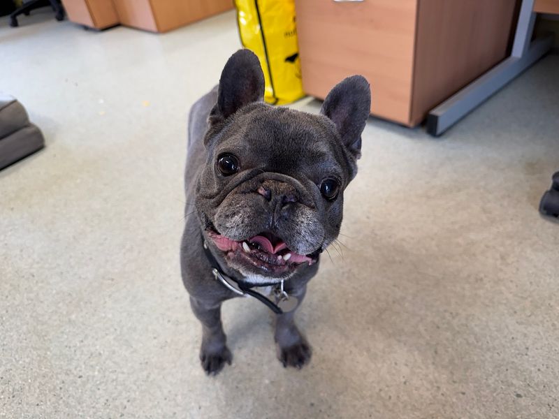 French Bulldog for adoption in Snetterton, Norfolk – 8 years old - Image 2 of 5