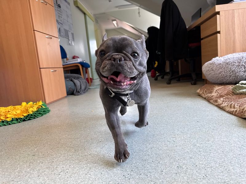 French Bulldog for adoption in Snetterton, Norfolk – 8 years old - Image 5 of 5