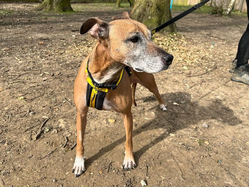Scooby for sale in Chestfield, Kent