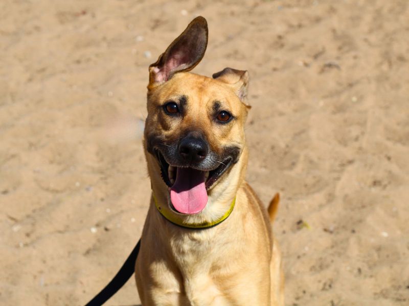 Luna for sale in Manchester, Greater Manchester | Image 2